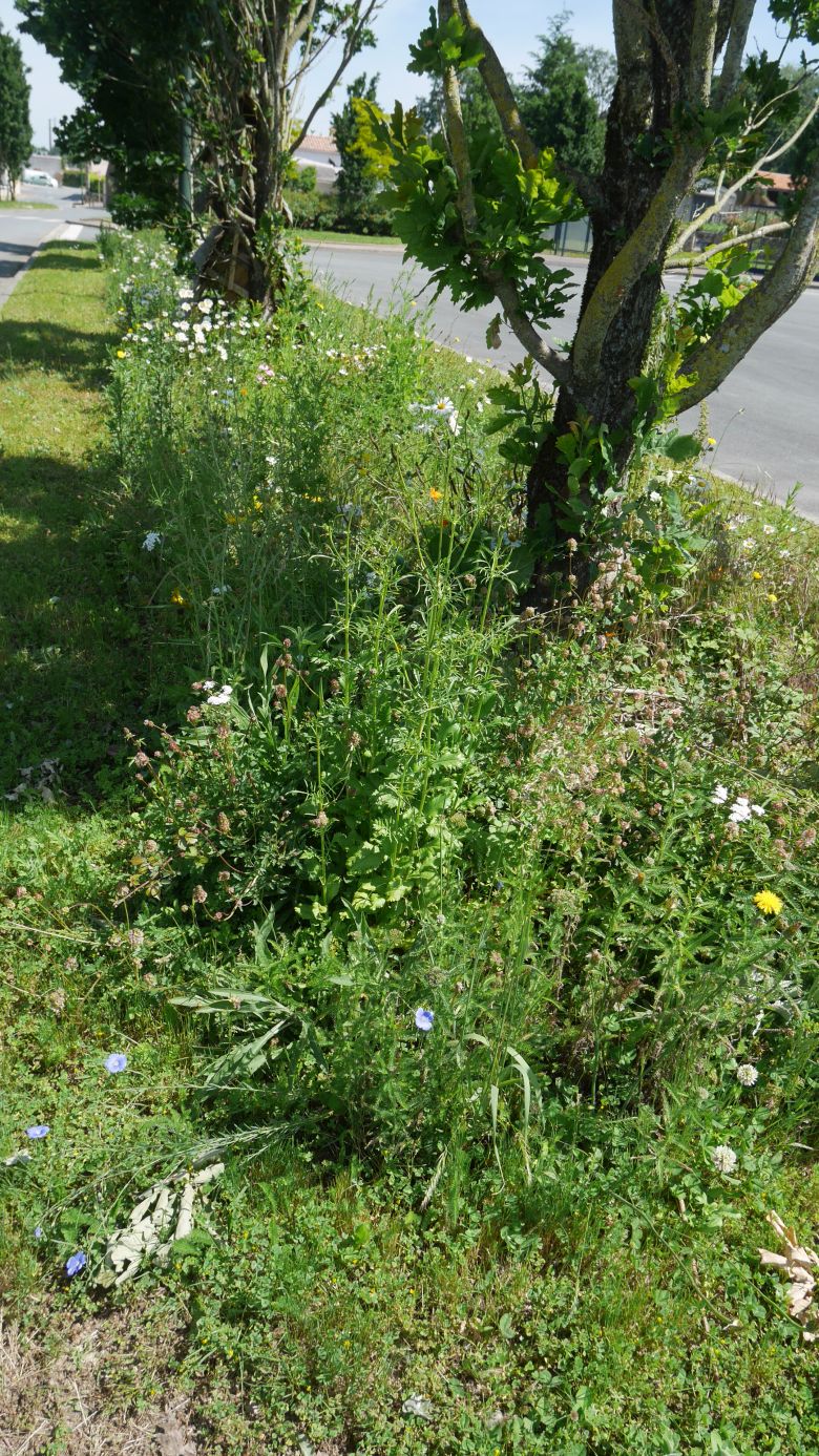 Paysage De Notre Commune - Mai 2020